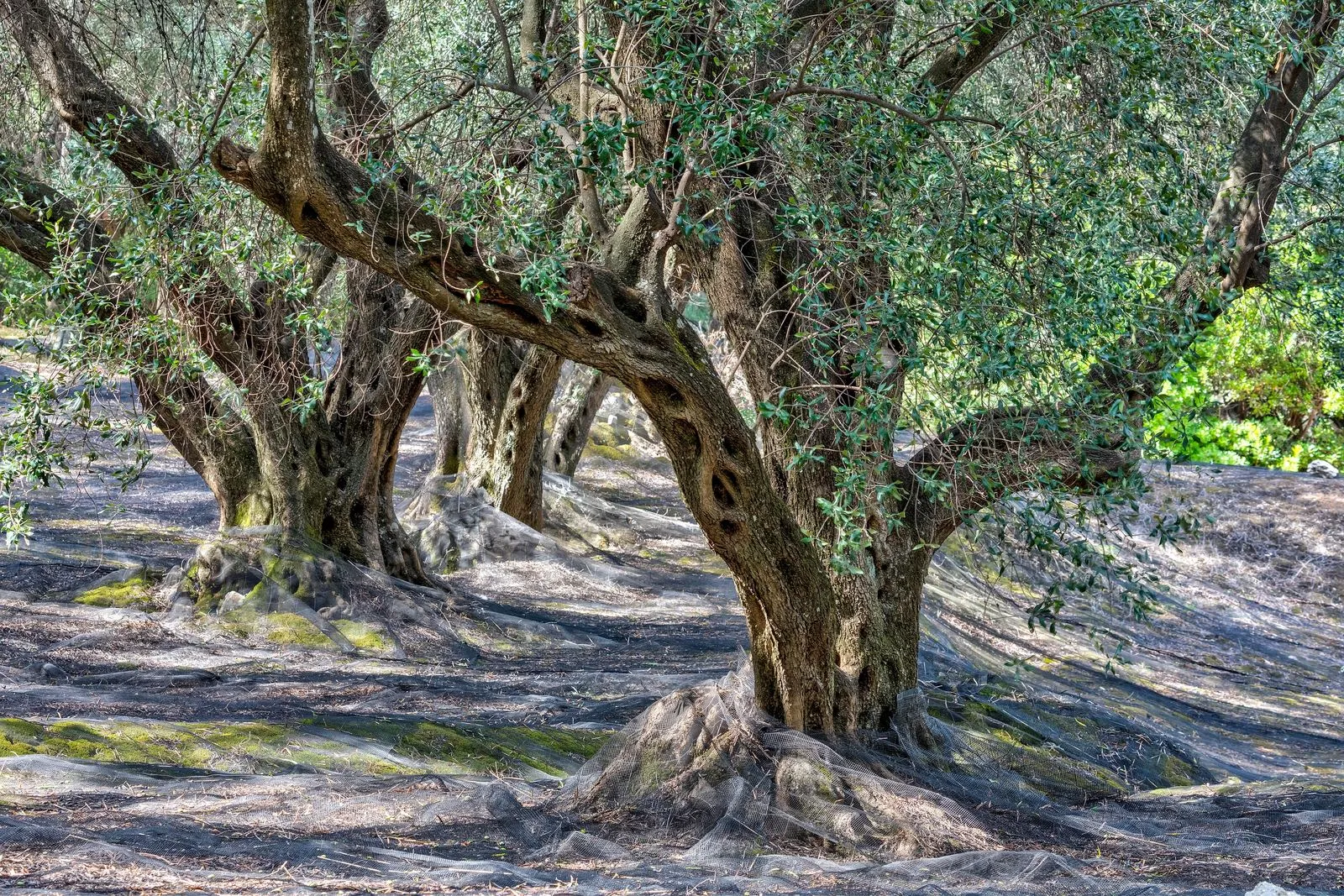 Ancient olive trees casting dappled shade in a Greek grove