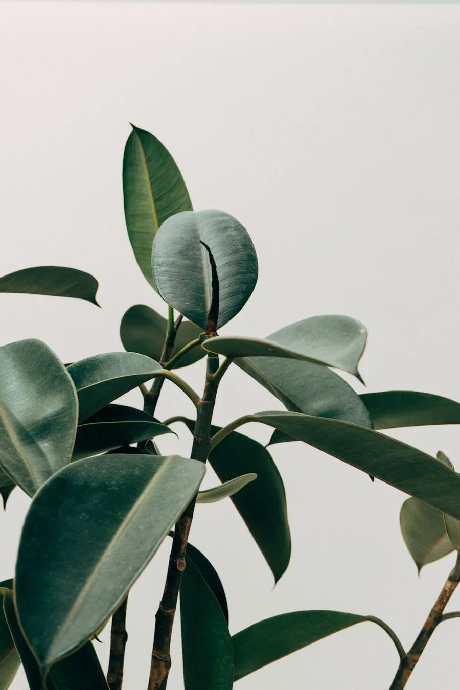A potted plant casting a soft shadow against a pale wall